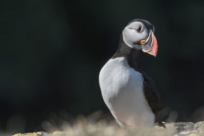 Close-up of bird against blurred background