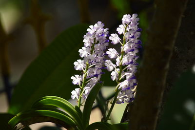 Close-up of purple flowers against blurred background