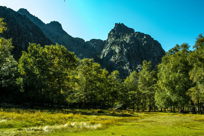 Trees and plants on landscape against sky