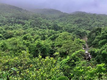 Scenic view of forest against sky