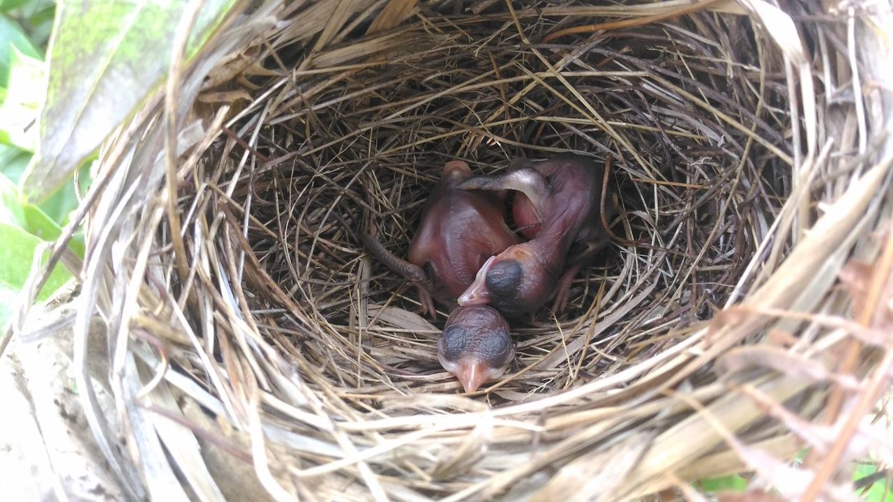 HIGH ANGLE VIEW OF BIRDS IN NEST ON PLANT