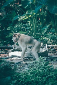 View of lion in forest