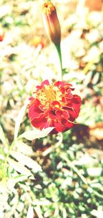 Close-up of red flowering plant