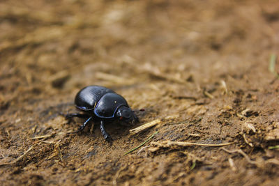 Close-up of insect on sand