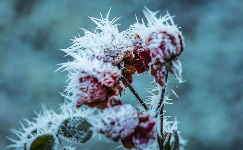 Close-up of frozen plant