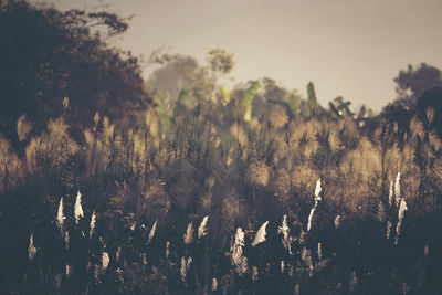 Plants growing on field against sky