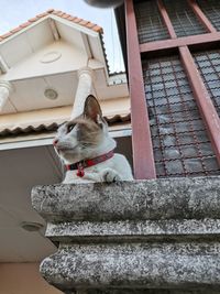 Low angle view of cat sitting outside house