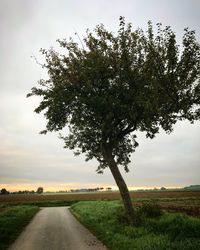 Tree on field against sky