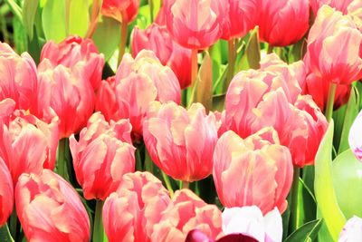 Close-up of pink tulips blooming in park