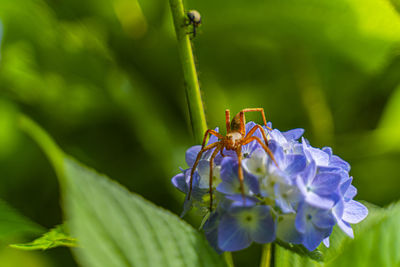 Close-up of insect on purple flower