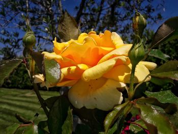 Close-up of yellow flowers blooming on tree