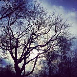 Low angle view of bare tree against sky