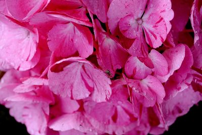 Close-up of pink flowers blooming outdoors