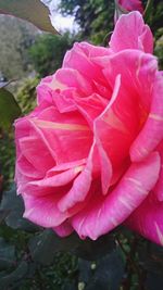 Close-up of pink rose blooming outdoors