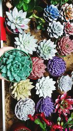 High angle view of flowers for sale in market