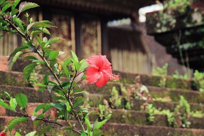 Close-up of flowers blooming outdoors