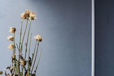 Close-up of flowers against clear sky