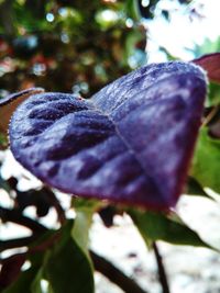 Close-up of leaves against blurred background