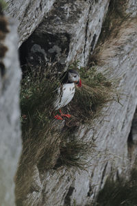 High angle view of bird perching on rock