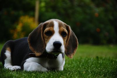 Close-up portrait of dog