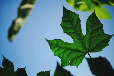 Close-up of leaves against clear blue sky