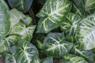 Tropical green leaves close up, texture, a abstract natural background.