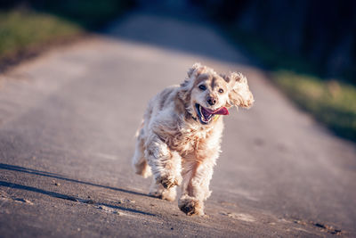 Dog running on footpath