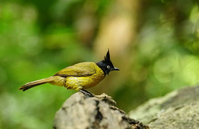 Close-up of bird perching on rock