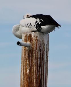 Low angle view of bird perching on wooden post