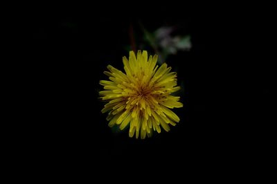 Close-up of yellow flower against black background