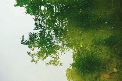 Tree by lake against sky