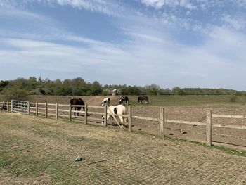 Horses on a field