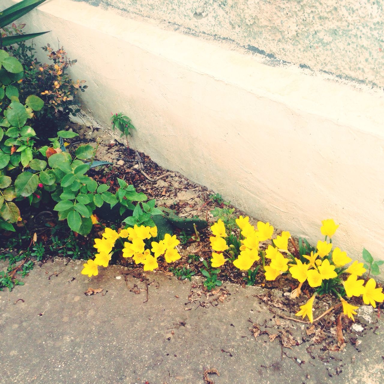 yellow, flower, leaf, high angle view, fragility, plant, nature, day, street, petal, ground, growth, outdoors, sunlight, no people, dry, asphalt, freshness, beauty in nature, fallen