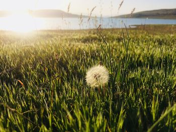 Close-up of grass on field against sky