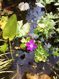 High angle view of water lily blooming in lake