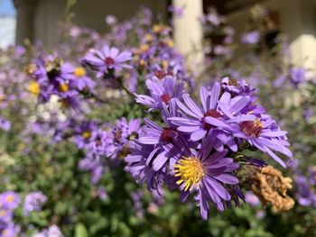 Close-up of purple flowering plant