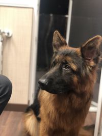 Close-up of a dog looking away