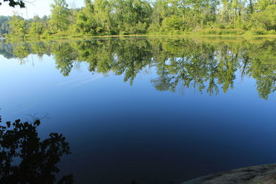Reflection of trees in water