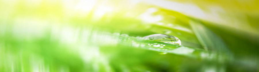 Close-up of dew on grass