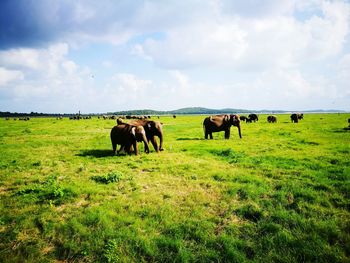 Horses in a field