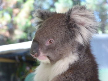 Close-up portrait of rabbit