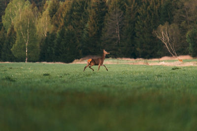 Wildlife scene with deer. roe deer, capreolus capreolus, walking in the grass. 