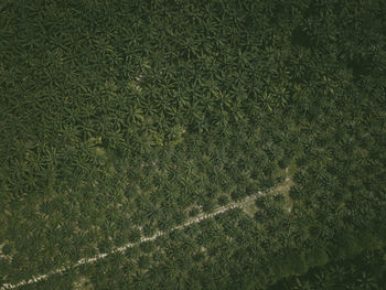 High angle view of grass on field