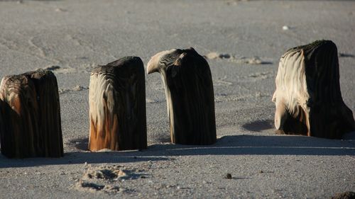 Rear view of horse on beach