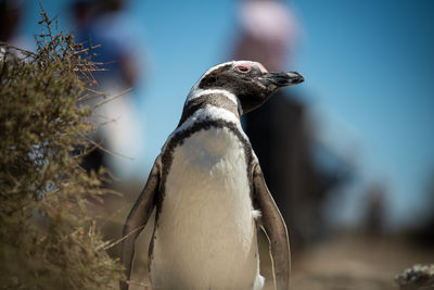 Close-up of bird on land