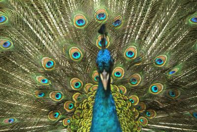 Close-up of peacock