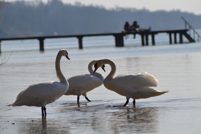 Swans on lake against sky