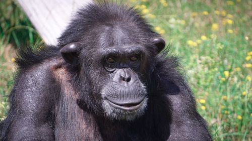 Close-up portrait of a monkey