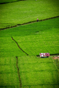 High angle view of agricultural field