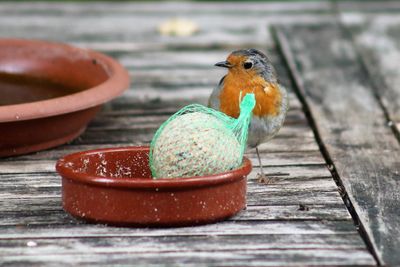 Close-up of bird perching on wooden table